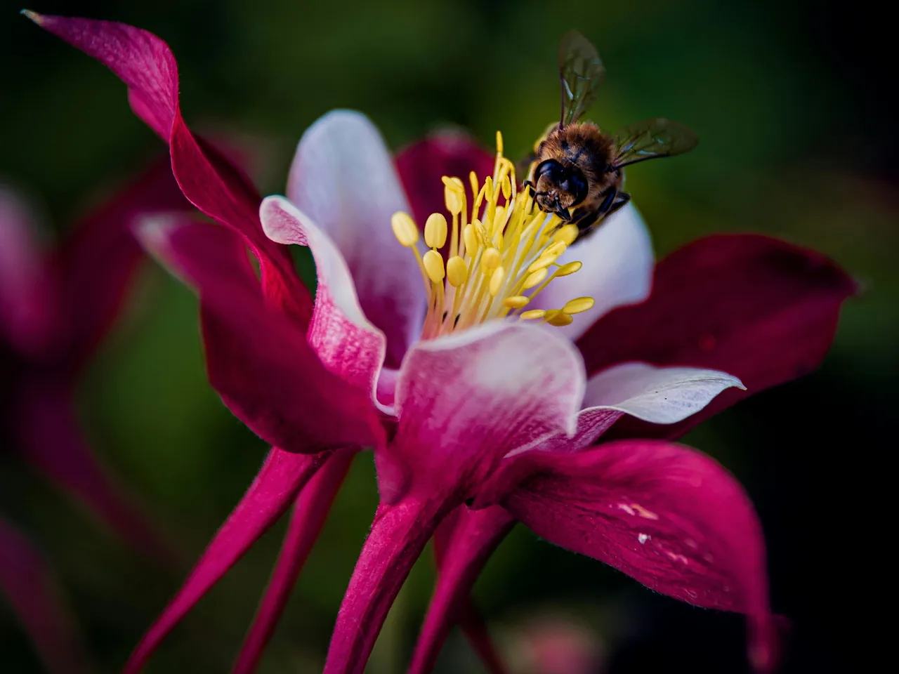 A bee resting in a crimson columbine